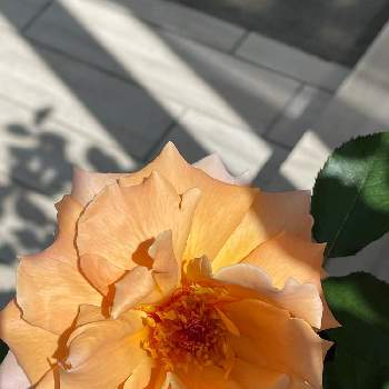 ジャスト・ジョーイの画像 by cruyffyanさん | エクステリアとジャスト・ジョイとオレンジの花とばら バラ 薔薇とジャスト・ジョーイ