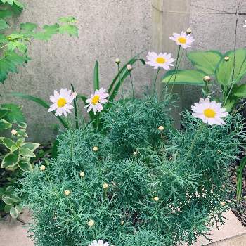 春色の画像 by ももマルシェさん | 小さな庭とピンク❤︎ピンクとつぼみとピンク大好きと春色とマーガレット☆