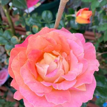 薔薇 エルの投稿画像一覧 Greensnap グリーンスナップ