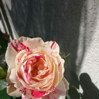 長い付き合いの画像 by 京さん | 薔薇 センチメンタルとがんばれと愛らしいとありがとうと笑顔と楽しみと長い付き合いと可愛いと花のある暮らしと幸せな時間
