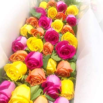 ローズの画像 by F.O.Tさん | ローズとばら バラ 薔薇とオレンジ色の花とピンクの花とフラワーとピンク❤︎ピンクとバラのある暮らしと美しい花と美しいと黄色の花と花いろいろとピンク色の花と花のある暮らしと切り花とrose