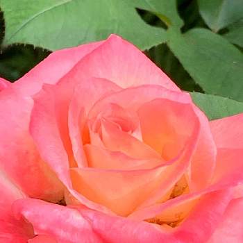 素敵な薔薇のある暮らしの画像 by かずさん | 小さな庭と薔薇　ダイアナ　プリンセス　オブ　ウェールズと素敵な薔薇のある暮らしとロザリアン★*と癒しとおうち園芸と鉢植え✨とお花大好き✨と花のある暮らし
