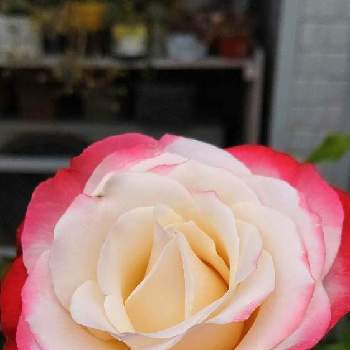 ノスタルジーの画像 by 7にゃんさん | ノスタルジーとばら バラ 薔薇とおうち園芸とばら大好きとバラ好き