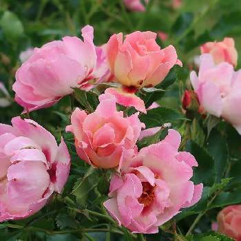 朝の散歩の画像 by サワーポメロさん | ばら バラ 薔薇と近くの公園と素敵な庭に✨と皆様に感謝と朝の散歩と花のある暮らし