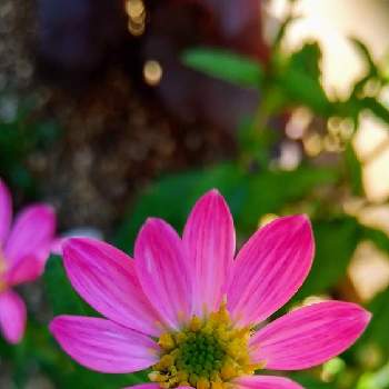 出勤前の画像 by yukimidaihukuさん | 小さな庭とミヤコワスレとピンク ぴんく Pinkとナチュラルガーデンと出勤前と花は癒やし♡とミヤコワスレ*
