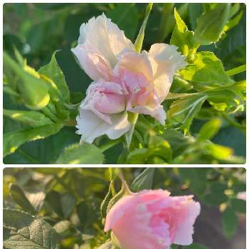 可愛い薔薇の画像 by ラックスさん | 広い庭とファインブリアータと返り咲きと可愛い蕾と可愛い薔薇と薔薇のある家と桜色とつる薔薇♪