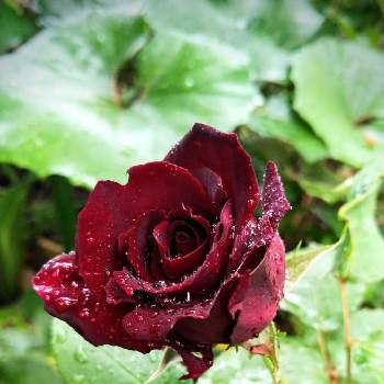 放置薔薇の投稿画像一覧 Greensnap グリーンスナップ