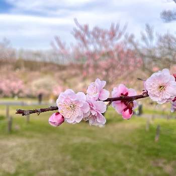 紅梅の画像 by tomoさん | ウメと紅梅と春のお花と札幌平岡梅林公園とウメの花と平岡公園と季節の花とお花のある暮らしと北海道からとお写んぽと清らかと携帯カメラで撮影とピンクの花