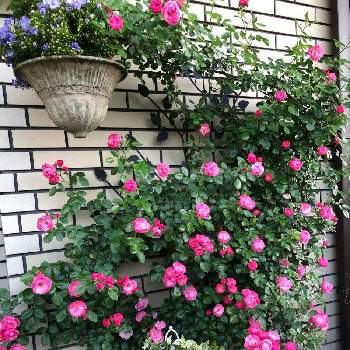 パンジー シエルブリエの画像 by Rikasgardenさん | 小さな庭とカンパニュラ　ブルーライクミーとアリッサムとアンジェラとパンジー シエルブリエと花のある空間とばら バラ 薔薇とビオラ・パンジーと寄せ植えとおうち園芸とGSに感謝。と今年のお気に入りと鉢植えと花いろいろとお庭の花たちと花のある暮らし