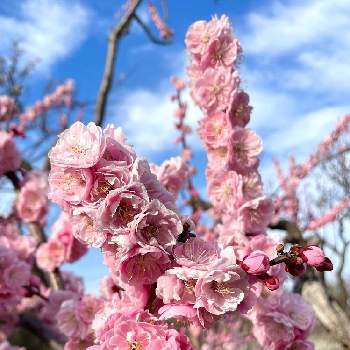 紅梅の画像 by tomoさん | ウメと紅梅と春のお花と札幌平岡梅林公園とウメの花と平岡公園と季節の花とお花のある暮らしと北海道からと青い空と携帯カメラで撮影