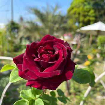 つる薔薇♪の画像 by ラックスさん | 広い庭とスヴニールドゥドクタージャメインと返り咲きとつる薔薇♪と薔薇のある家と黒赤紫