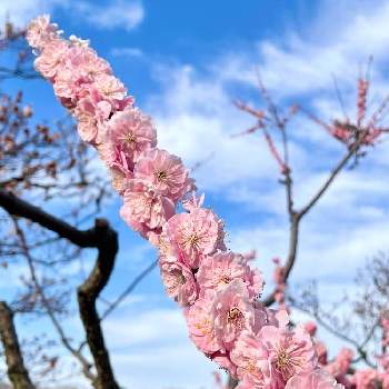 青い空の画像 by tomoさん | ウメと紅梅と札幌平岡梅林公園とウメの花と平岡公園と季節の花とお花のある暮らしと北海道からと青い空と携帯カメラで撮影