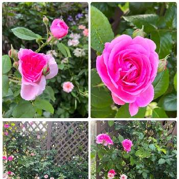 ラナンキュラス・ラックスの画像 by ミルポポさん | 小さな庭とばら バラ 薔薇とラックスシリーズ　アリアドネとバラのある暮らしとラナンキュラス・ラックスと薔薇ナエマ