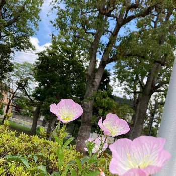 職場の花の画像 by めぐみんさん | お出かけ先とヒルザキツキミソウとピンクと職場の花