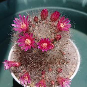 サボテン高砂の投稿画像一覧 Greensnap グリーンスナップ