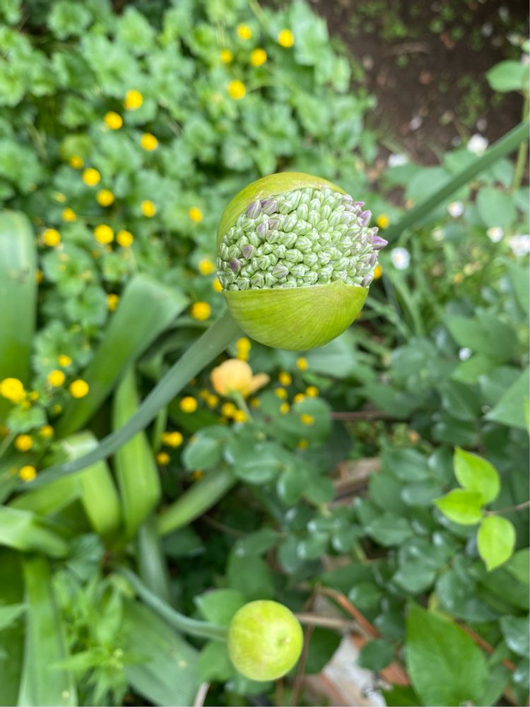 ピノ太郎さんの港の見える丘公園への投稿