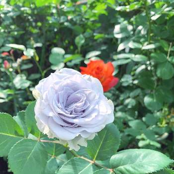 青薔薇の画像 by エリカさん | 小さな庭とスマホ撮影と薔薇愛同盟と美しい色とおうち園芸とブルーグラビティとロサオリの薔薇と青薔薇と春のいちばん花と花のある暮らしと咲いた！