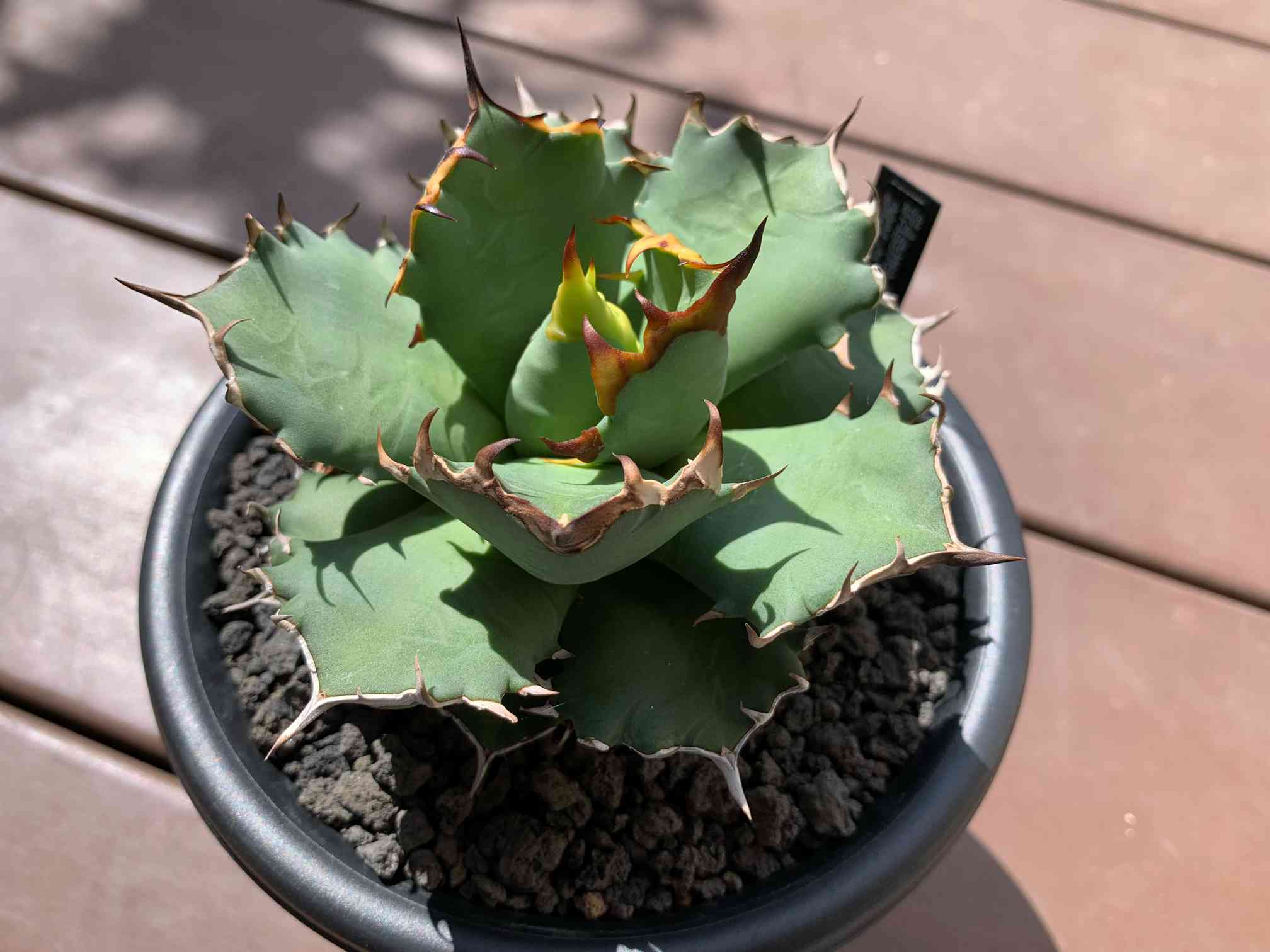 アガベ 厳竜 胴切り天 発根済み - 植物/観葉植物