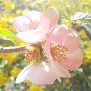 ボケの花♡の画像 by 心ほっと。。。さん | お出かけ先と木瓜の花とピンク色の花とボケの花♡と心ほっと。。。京都と原谷苑と京都