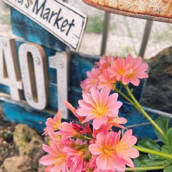  レウィシアの画像 by ALLlSONさん | 小さな庭と可愛いお花♡と レウィシアとオシャレな色とレウィシア 満開と花のある暮らし