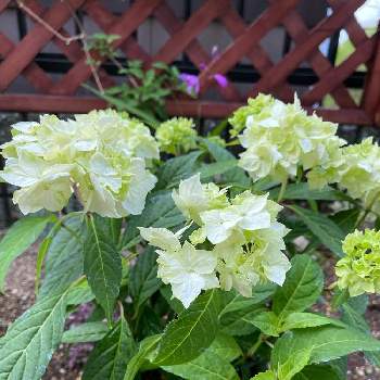 ステキ♥の画像 by あずきまめさん | 小さな庭と山アジサイ白扇とステキ♥と今日の一枚と可愛いと花のある暮らしと楽しいと咲いた！