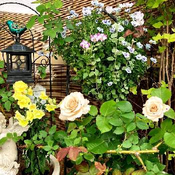 癒しを求めての画像 by White Roseさん | 小さな庭と花時間と癒しを求めてとアンティークカラーと南側の庭と花のある暮らしと薔薇♪と鉢栽培