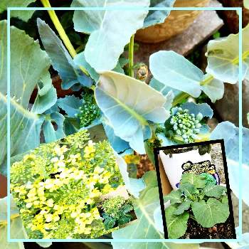 アブラナ科アブラナ属の画像 by sumiko87さん | 小さな庭とフルーツブロッコリーと皆様に感謝と可愛い蕾と鉢植えと美しい色味とアブラナ科アブラナ属