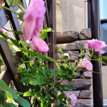 つるバラ  サマースノーの画像 by M4さん | 小さな庭とつるバラ  サマースノーと庭の片隅と家の前とつぼみと可愛いと花びらと花のある暮らしと木蔭と薔薇の花