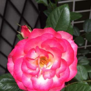 ピンク系の画像 by Lさん | 小さな庭とピンク系とばら バラ 薔薇と(✽˘▿˘✽)peko♡と鉢植えと花のある暮らしと美しい