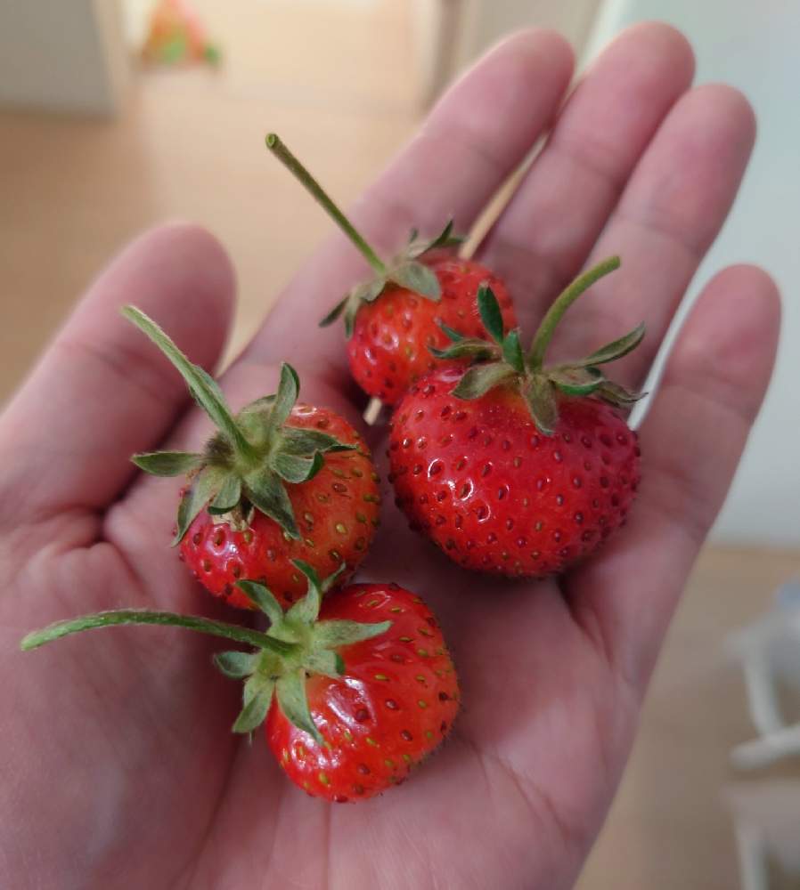 イチゴ 密香の投稿画像 By コトブキさん プランター菜園と植物男子と家庭菜園とサントリー本気野菜と成長記録とプランター菜園と植物男子と家庭菜園と サントリー本気野菜と成長記録 22月5月7日 Greensnap グリーンスナップ Greensnap グリーンスナップ