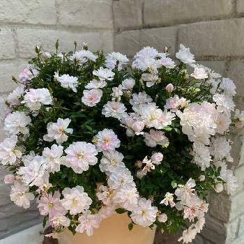 極小輪ミニバラ 姫乙女の画像 by gdnaさん | 極小輪ミニバラ 姫乙女と鉢植えと開花とピンクの花とバラ 鉢植え