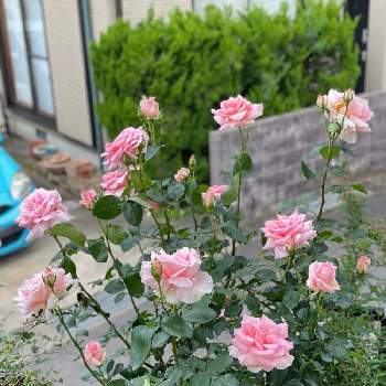 バラ 四季咲きの画像 by kaoooorunさん | 小さな庭とみどりのある暮らしと名無しさん。と手作りの庭とバラのある暮らしとガーデニングと花のある暮らしとバラ 四季咲きとバラ・ミニバラ