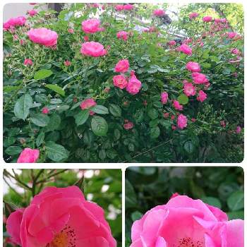 薔薇 アンジェラの画像 by ママリンさん | 小さな庭と薔薇 アンジェラと地植えとナチュラルガーデンと平和を願う☆