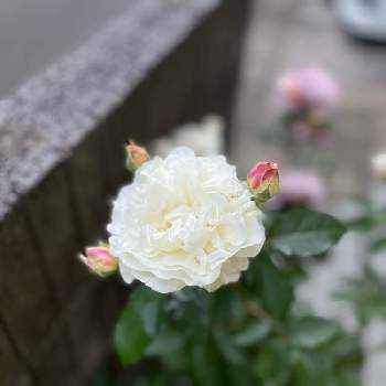 バラ 四季咲きの画像 by kaoooorunさん | シューラネージュとみどりのある暮らしと手作りの庭と玄関でお出迎えとバラのある暮らしとガーデニングと花のある暮らしとバラ 四季咲きとバラ・ミニバラ