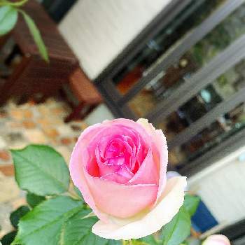 ピェール・ドゥ・ロンサールの画像 by まりこりんさん | 小さな庭とバラとピェール・ドゥ・ロンサールとばら バラ 薔薇とナチュラルガーデンとイングリッシュガーデンと小さな小さな庭と花のある暮らし