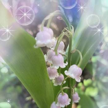ピンクのすずらんの投稿画像一覧 Greensnap グリーンスナップ