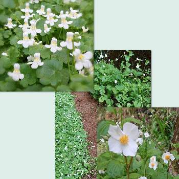 シンバラリアの画像 by ちっちさんさん | 広い庭とシラユキゲシとシンバラリアと白い花と花のある暮らしと庭の宿根草