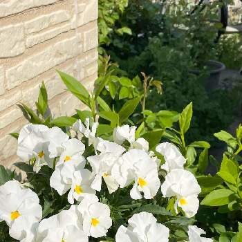 わが家の庭の画像 by こむこむさん | 小さな庭と癒される〜♡と白いお花たち♡と美しいとわが家の庭と白い花最高！とかわいい花