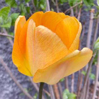 チューリップ デイドリームの投稿画像一覧 Greensnap グリーンスナップ