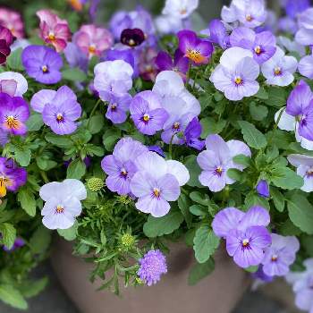 癒しパワーの画像 by なおさん | 小さな庭とビオラとスカビオサとビオラ・パンジーと癒しパワーと花いっぱい！とおうち園芸と元気もらえますと花のある暮らしと紫の花
