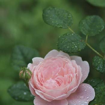 ✨バラの画像 by 伊豆野サクラさん | バラとクィーンオブスエーデンと花のある暮らしと伊豆の庭と✨バラ