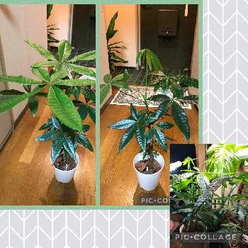 植物育成ライトの画像 by fanpoさん | 部屋とパキラと植物育成ライト