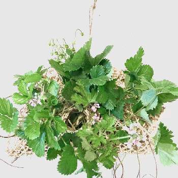  ワイルドストロベリーの画像 by a.rubaniさん | 小さな庭と植物のある暮らしとハーブゼラニウム☆とガーデニングと ワイルドストロベリーと鳥の巣箱と❤️可愛い