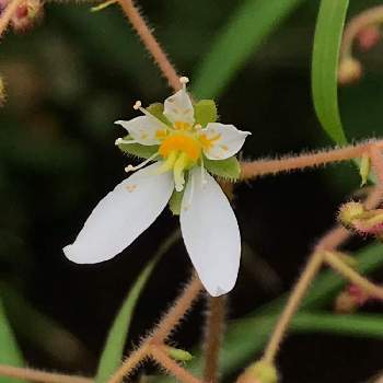 ハルユキノシタの投稿画像一覧 Greensnap グリーンスナップ ハルユキノシタの投稿画像一覧 Greensnap グリーンスナップ