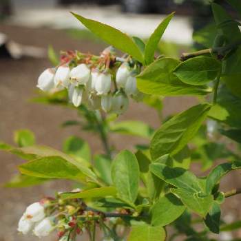家庭果樹の画像 by あきさん | 畑とブルーベリー♪と家庭果樹と鉢植えと白い花と鉢植えブルーベリー