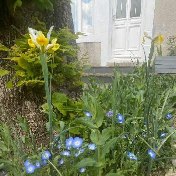 フランスの投稿画像一覧 Greensnap グリーンスナップ