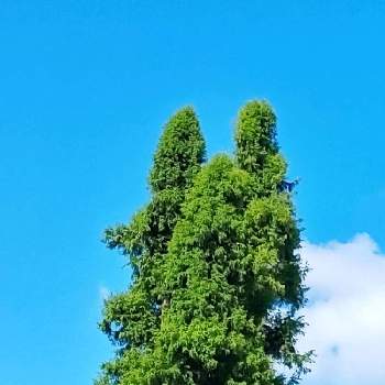 空撮りの画像 by m＆oさん | お出かけ先と水元公園と以前の写真と雲仲間とトトロみたいな木と空撮りと樹木見上げ隊と朝の散策路