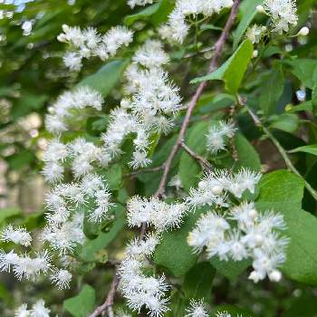 初夏の花木の投稿画像一覧 Greensnap グリーンスナップ