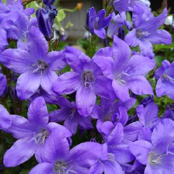 カンパニュラ オーシャンの投稿画像一覧 Greensnap グリーンスナップ カンパニュラ オーシャンの投稿画像一覧 Greensnap グリーンスナップ