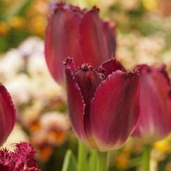 今日のチューリップの画像 by たまちゃんさん | 小さな庭とチューリップ・パープルクリスタルとチューリップとフリンジ咲きと今日のチューリップと花の15年組と花のある暮らしと球根植物と紫の花
